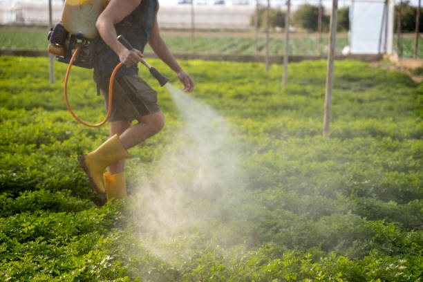 Best Local Pest Control Services  in Reidsville, GA